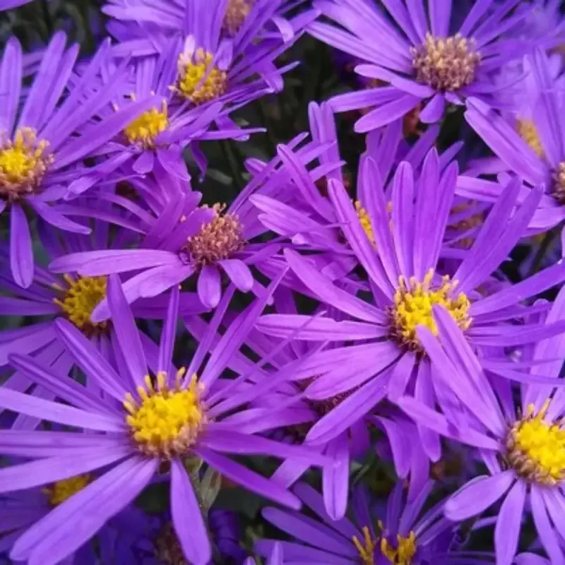Aster Kickin’™ Lavender