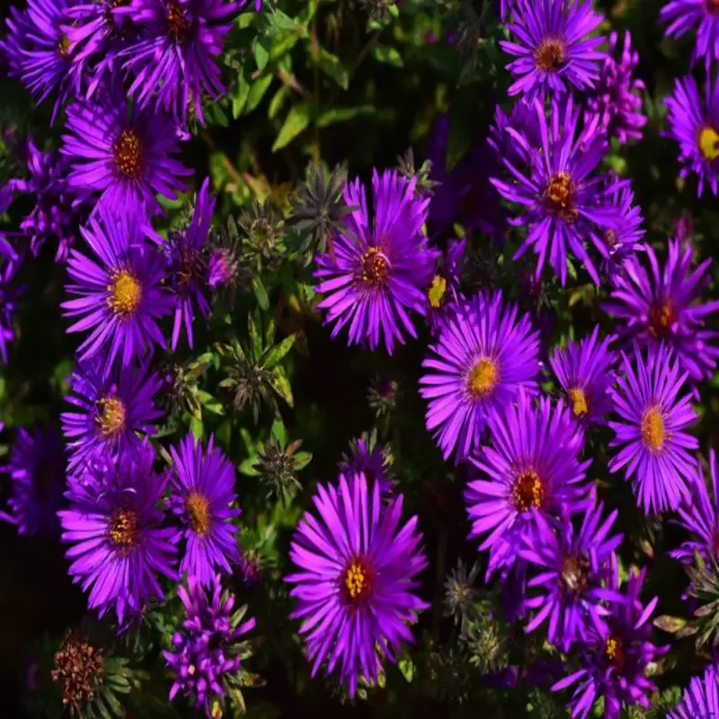 Aster Novae-Angliae Purple Dome – [EG]