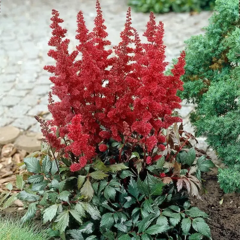 Astilbe Arendsii ‘Fanal’ False Spirea