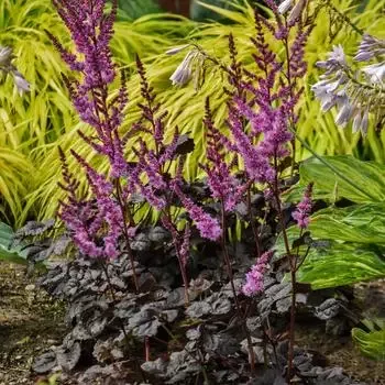 Astilbe ‘Dark Side of the Moon’ False Spirea