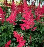 Astilbe ‘Fanal’ False Spirea