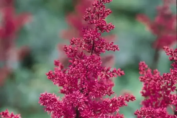 Astilbe- Fanal Red Astilbe
