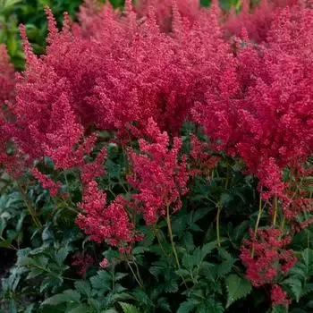 Astilbe ‘Montgomery’ False Goats Beard