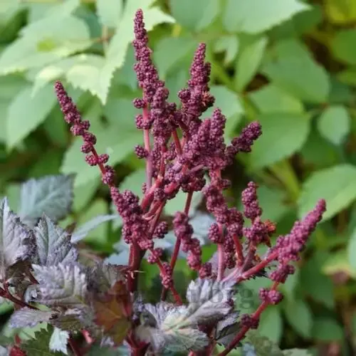 Astilbe ‘Vision Vulcano’ False Spirea