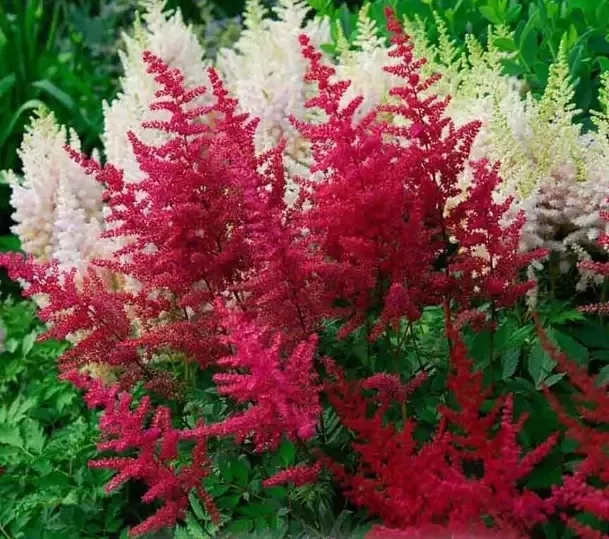 Astilbe ‘Visions in Red’ False Spirea