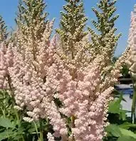 Astilbe ‘Visions Inferno’ False Spirea