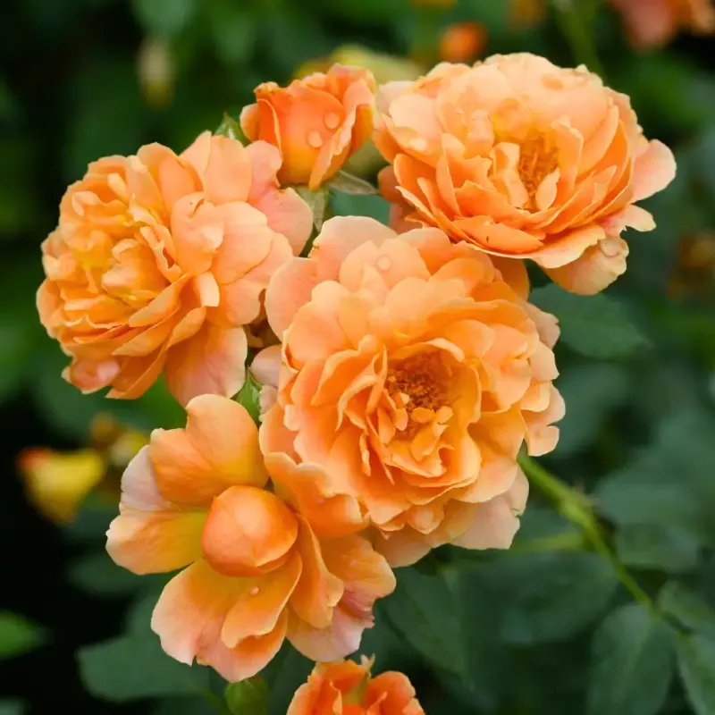 At Last™ Rose