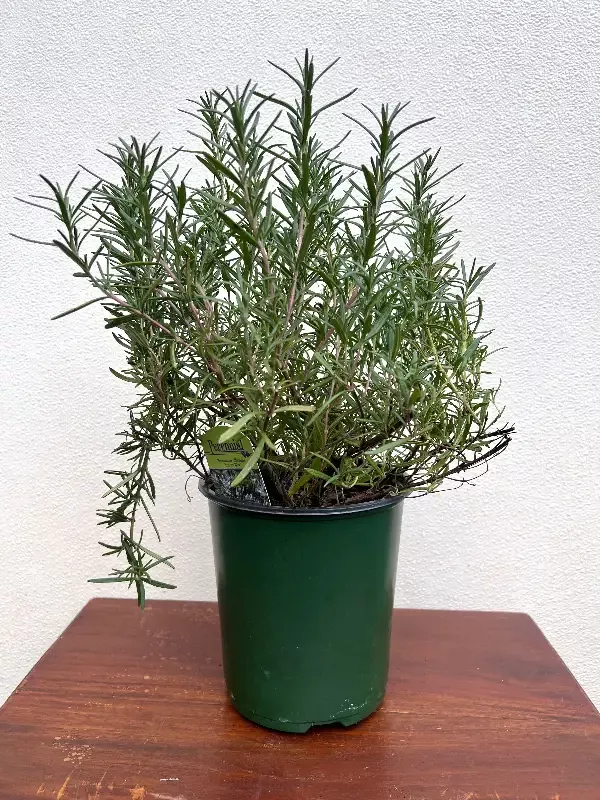 Athens Blue Rosemary