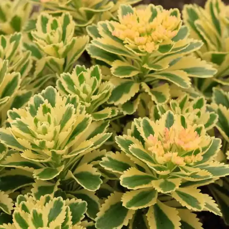 ‘Atlantis’ Stonecrop