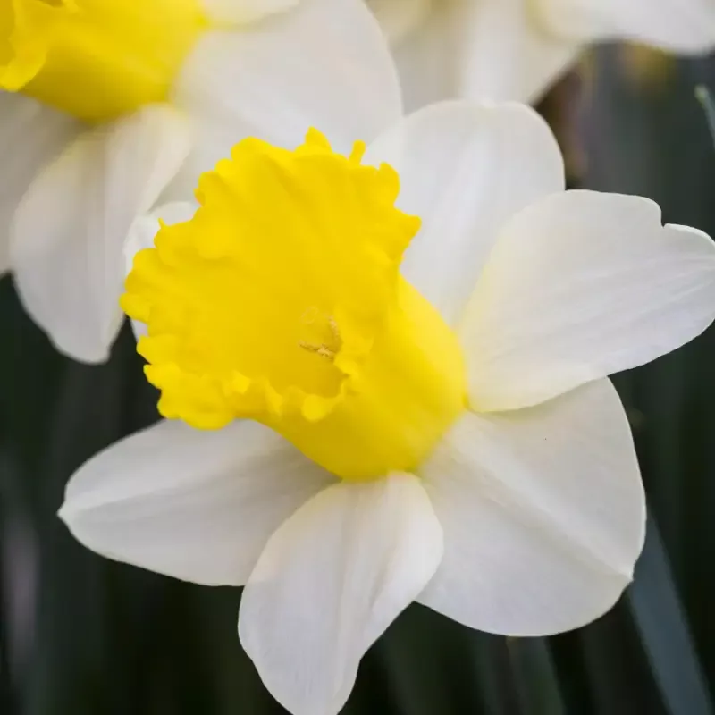 ‘Attraction’ Trumpet Daffodil (Narcissus)