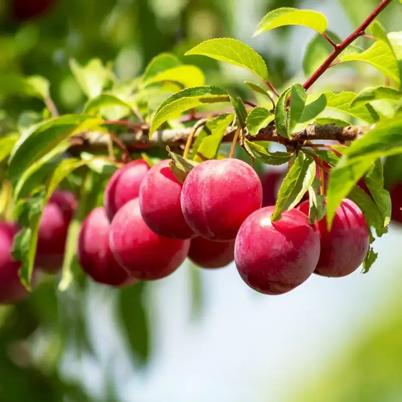 Au Rosa Plum