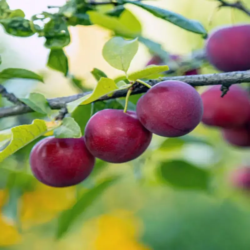 AU Rubrum Plum Tree
