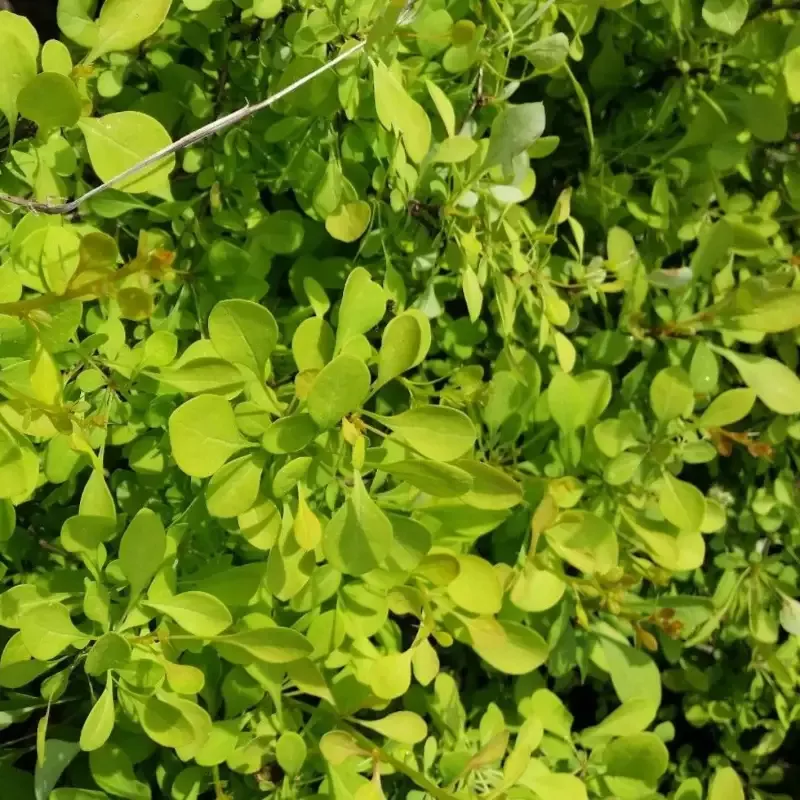 Aurea Barberry Japanese Barberry