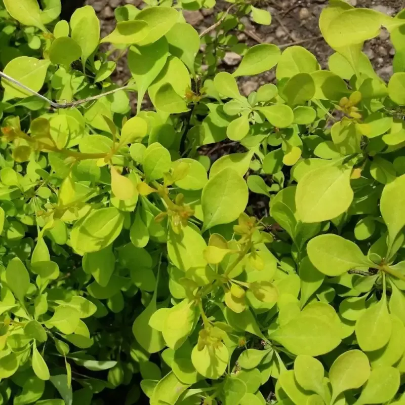 Aurea Barberry
