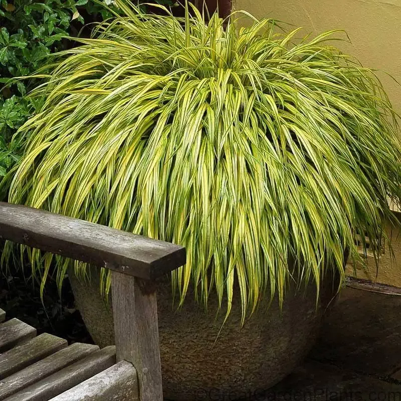 ‘Aureola’ Japanese Forest Grass (Hakonechloa)