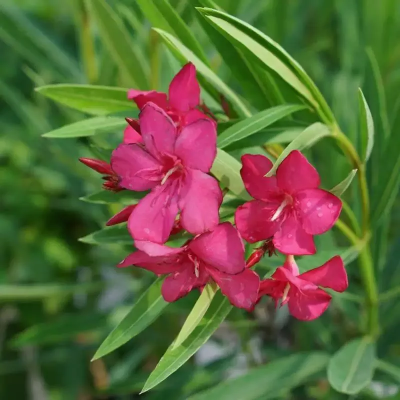 Austin Pretty Limits™ Oleander (Nerium)