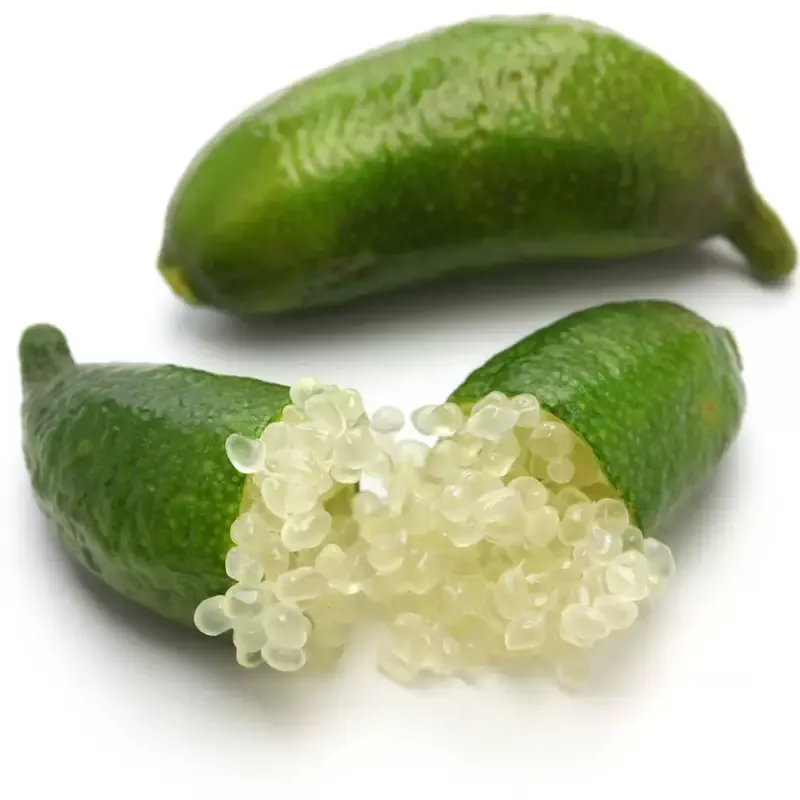 Australian Finger Lime Tree