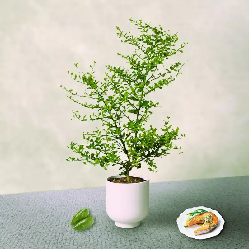 Australian Finger Lime