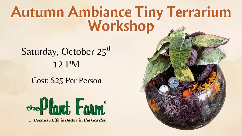 Autumn Ambiance Tiny Terrarium- Saturday, October 25th @ 12PM