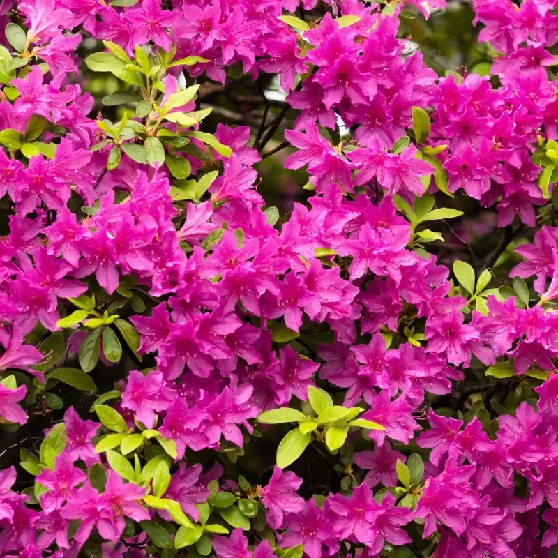 Autumn Amethyst Encore Azalea