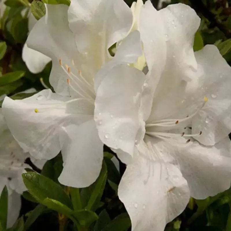 Autumn Angel Encore Azalea Success