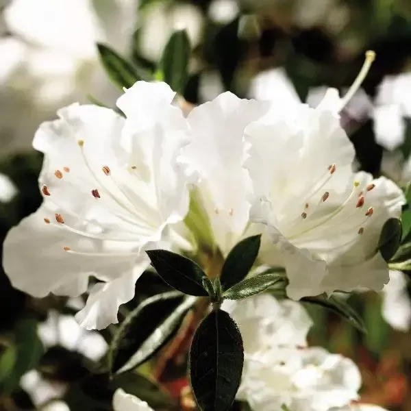 Autumn Angel™ Encore™ Azalea