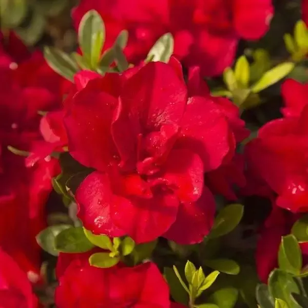 Autumn Bonfire™ Encore™ Azalea