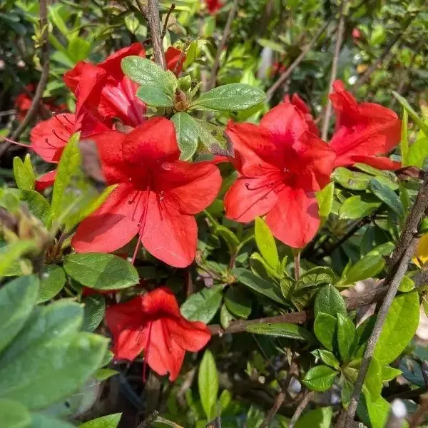 Autumn Bravo™ Encore™ Azalea