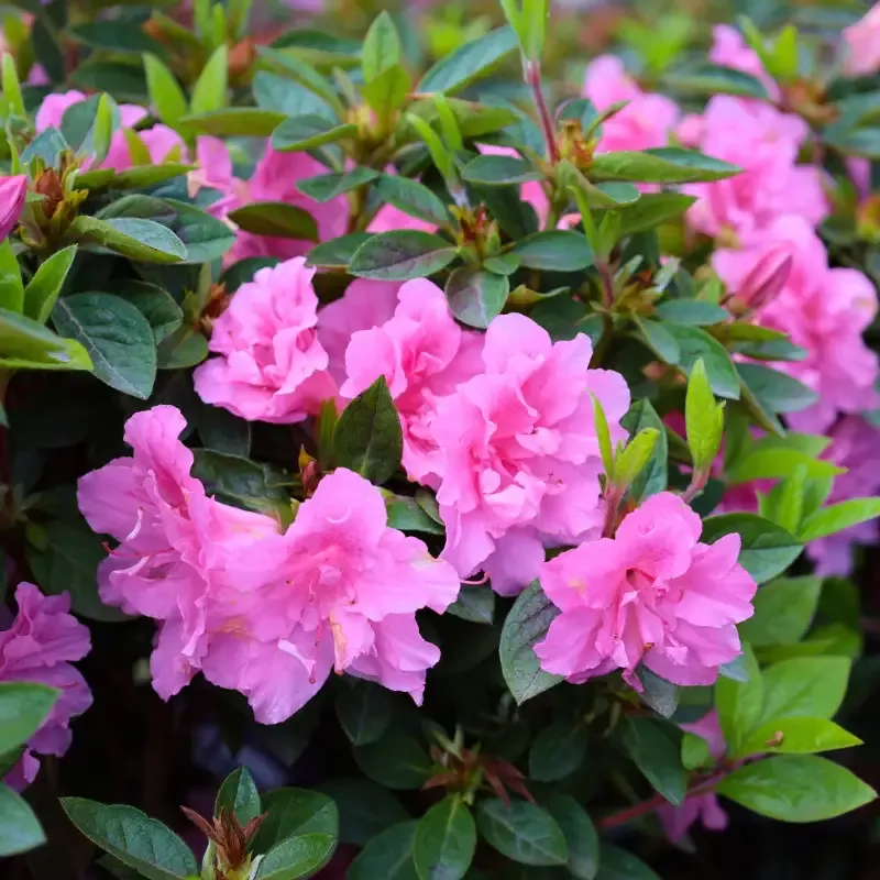 Autumn Carnation Encore Azalea