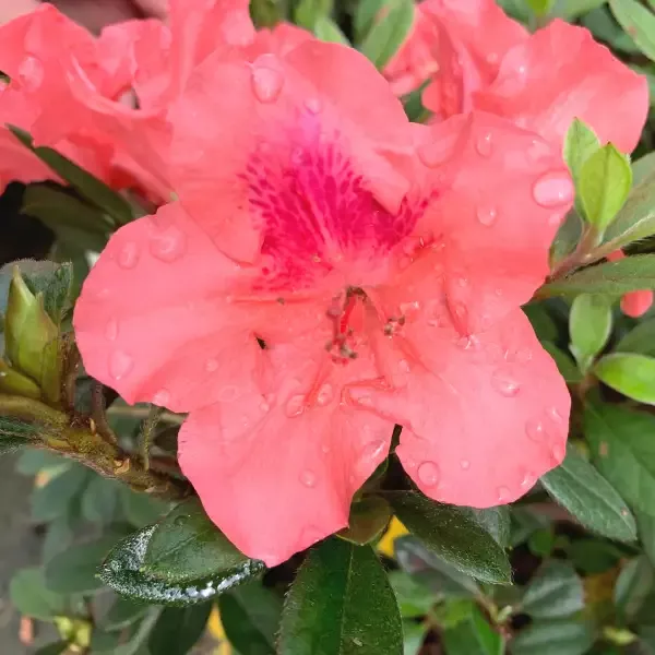 Autumn Coral™ Encore™ Azalea