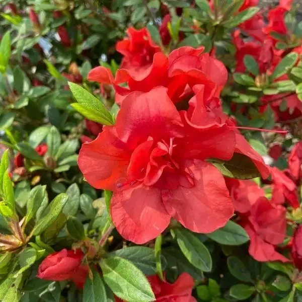 Autumn Embers Encore Azalea