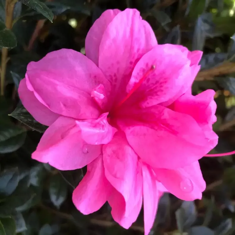 Autumn Empress Encore Azalea