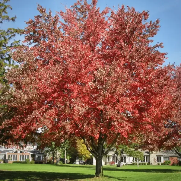 Autumn Fantasy Maple Tree