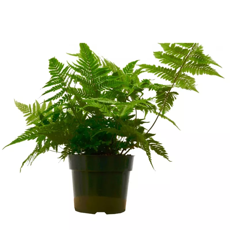 ‘Autumn’ Fern – 6″ Pot – NURSERY POT ONLY