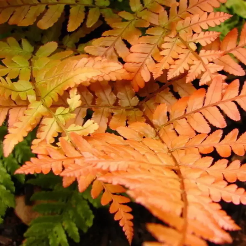 Autumn Fern Dryopteris erythrosora Multipack – [EG]