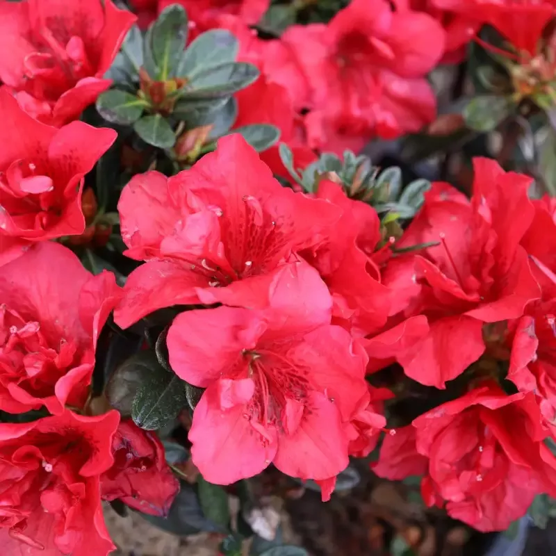 Autumn Fire™ Encore™ Azalea