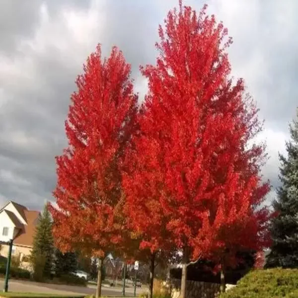 Autumn Flame Maple