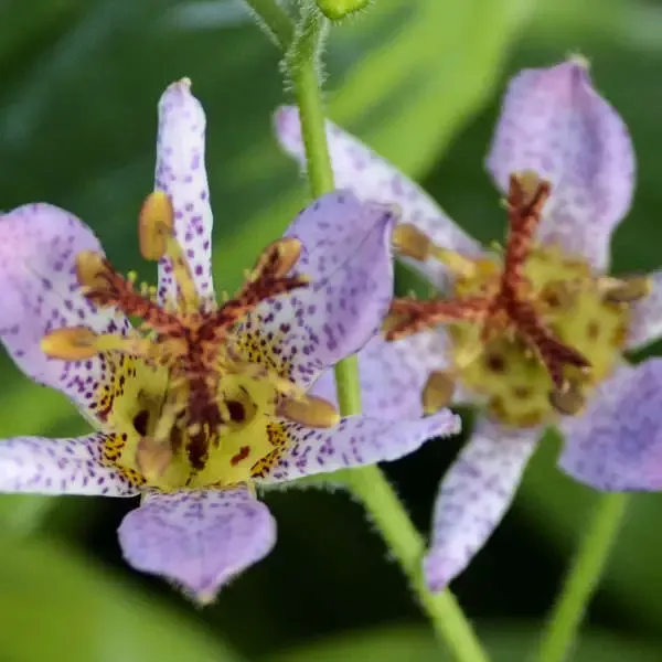 ‘Autumn Glow’ Formosa Toad Lily (Tricyrtis)