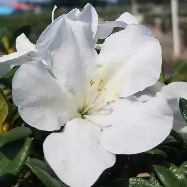 Autumn Ivory Encore Azalea