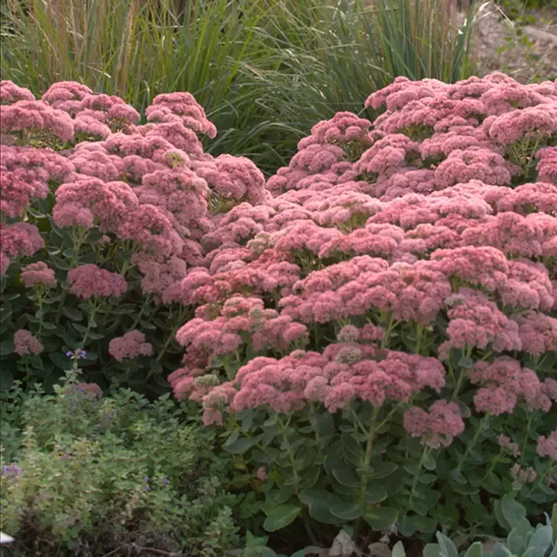‘Autumn Joy’ Stonecrop (Sedum)
