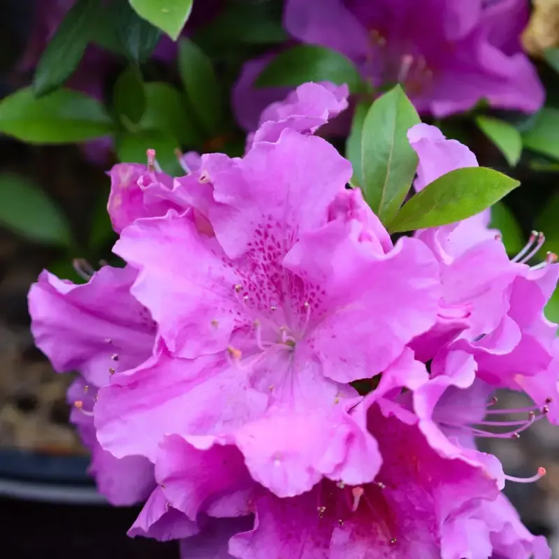 Autumn Lilac™ Encore™ Azalea