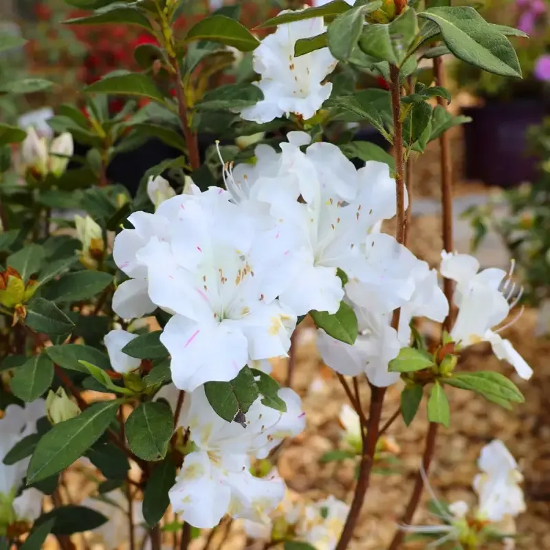 Autumn Lily™ Encore™ Azalea