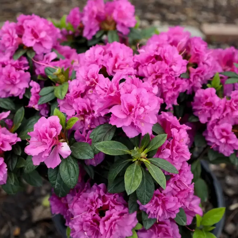 Autumn Majesty™ Encore™ Azalea