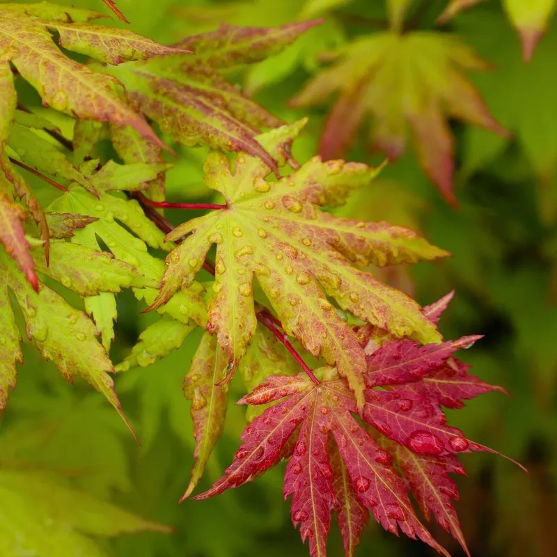 ‘Autumn Moon’ Japanese Maple