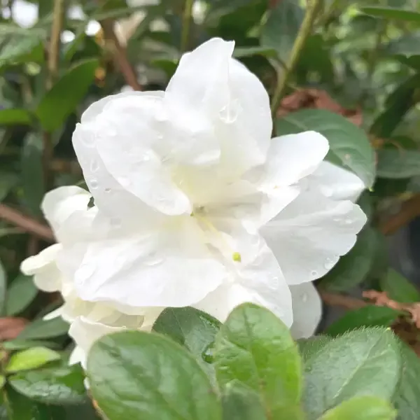 Autumn Moonlight Encore Azalea