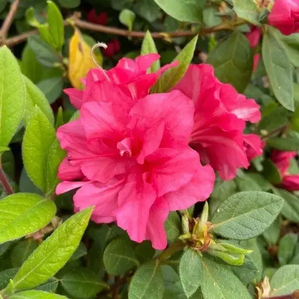Autumn Rouge Encore Azalea