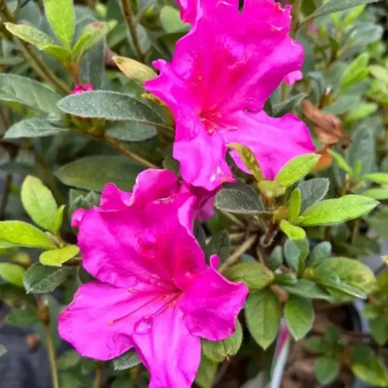 Autumn Royalty™ Encore™ Azalea