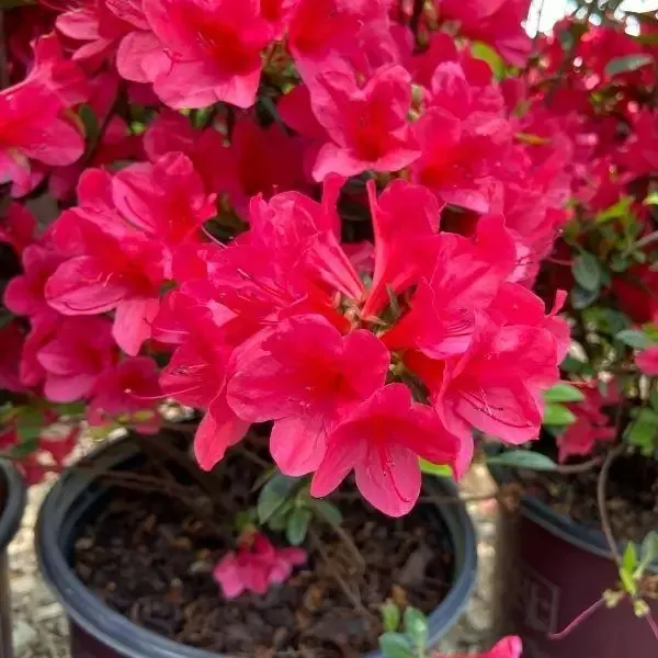 Autumn Ruby™ Encore™ Azalea
