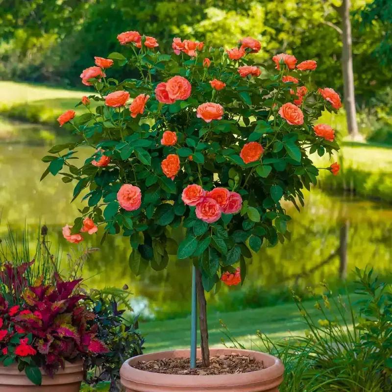Autumn Sunblaze™ Miniature Rose – Tree Form