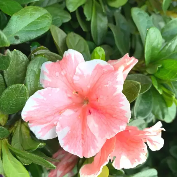 Autumn Sunburst™ Encore™ Azalea